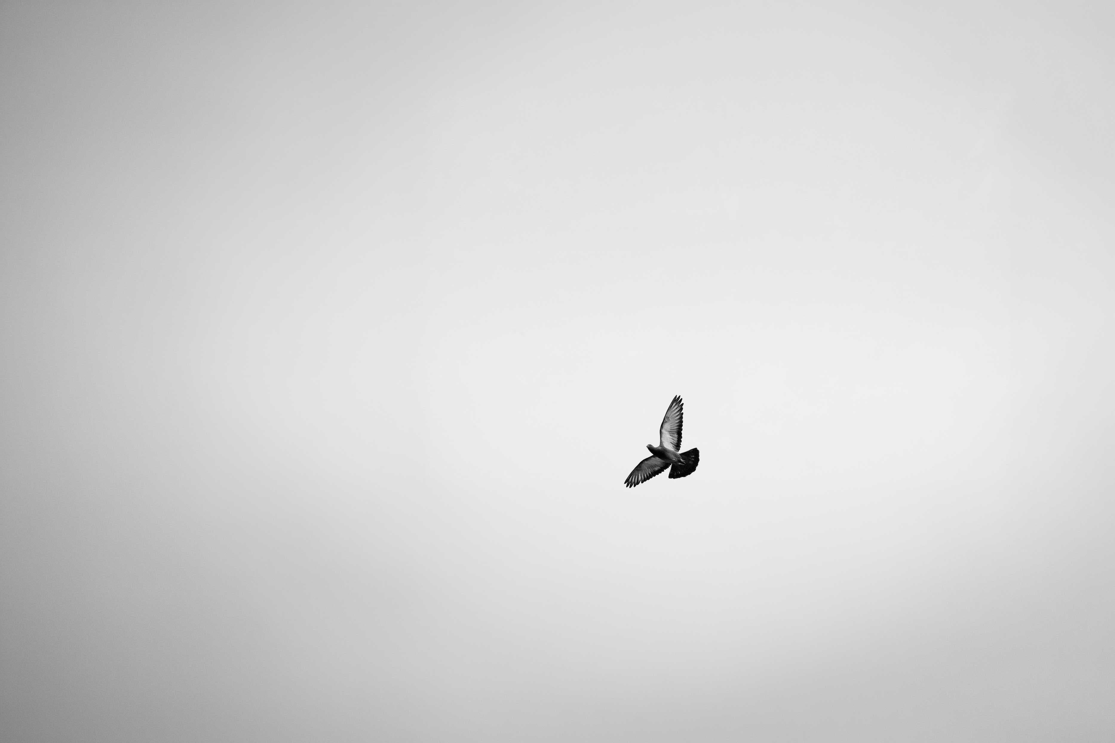 A pigeon in flight against a minimalist grey sky