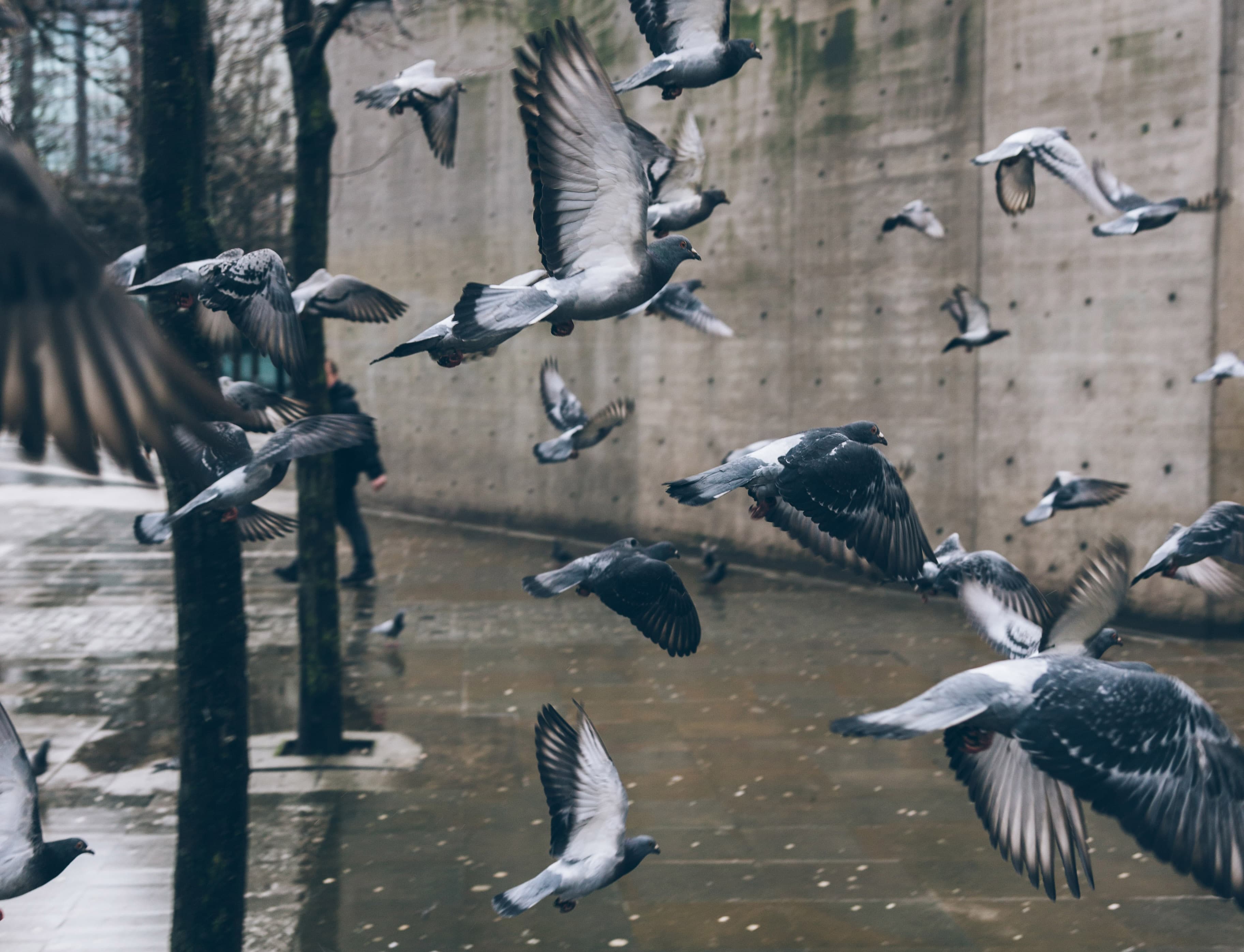 A flock of pigeons in flight against a textured concrete wall on a rain-slick Brooklyn street.