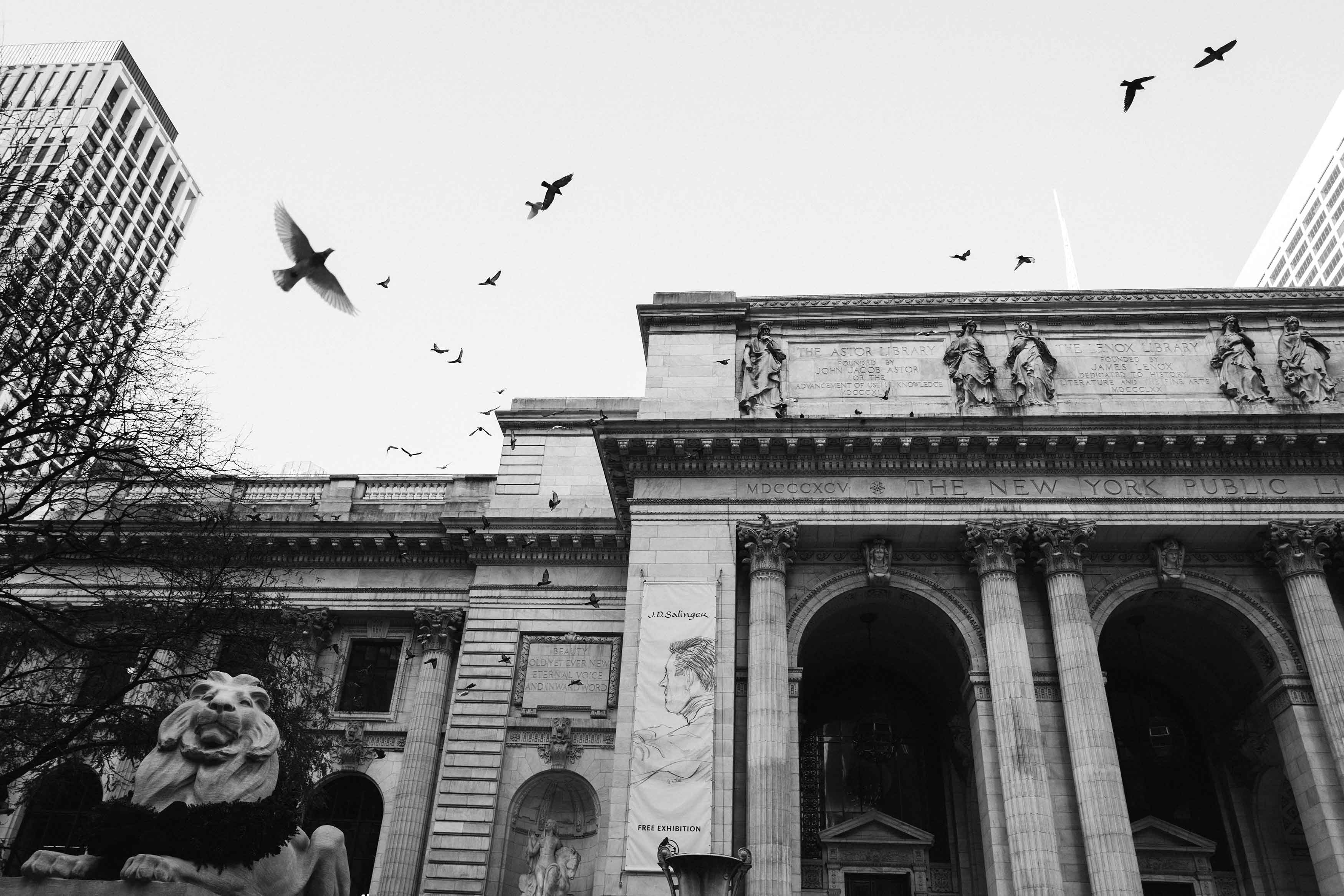 Pigeons in flight against the sky above the New York Public Library facade, with the Patience lion and Corinthian colonnade in the foreground.